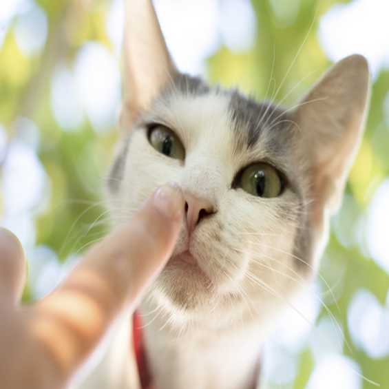 produit repulsif pour chat